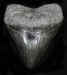 Robust Megalodon Tooth - South Carolina #25625-1
